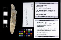 Foto (Objekt + Etikett) von Discutiolira moesica (Muţiu & Bădăluţă, 1971)  (NHMW-GEO-1990-0041-2996)